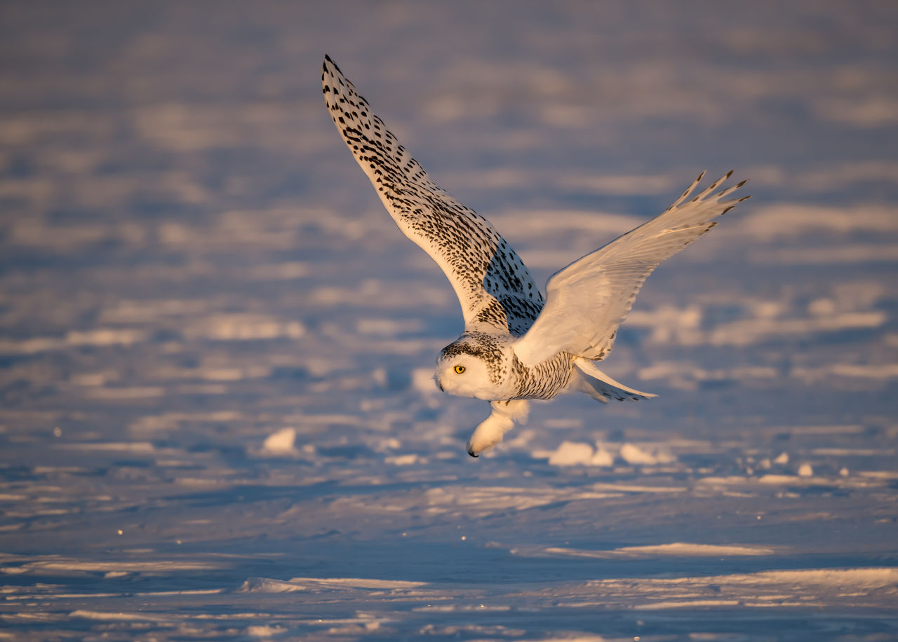 Species Spotlight: Snowy Owl