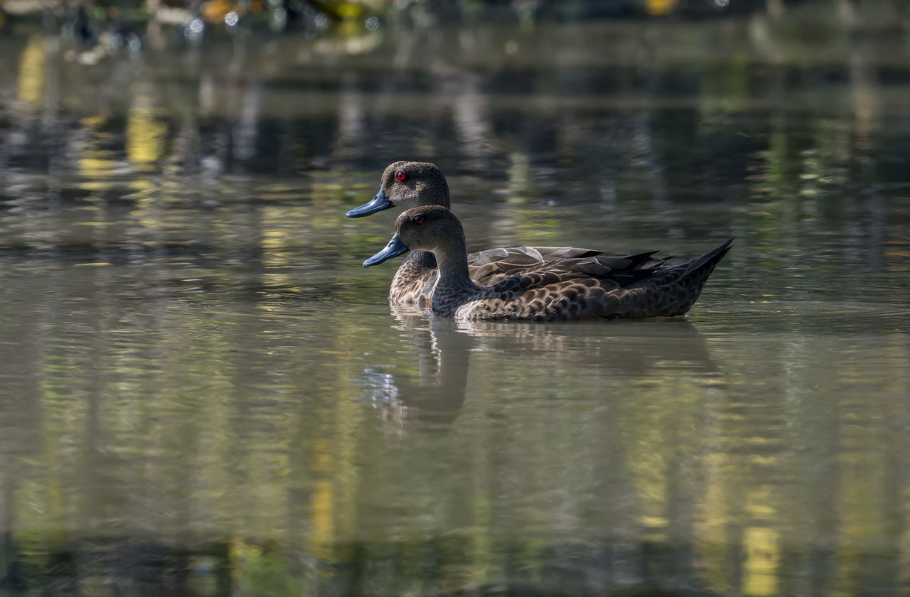 Birding Denpasar, Bali