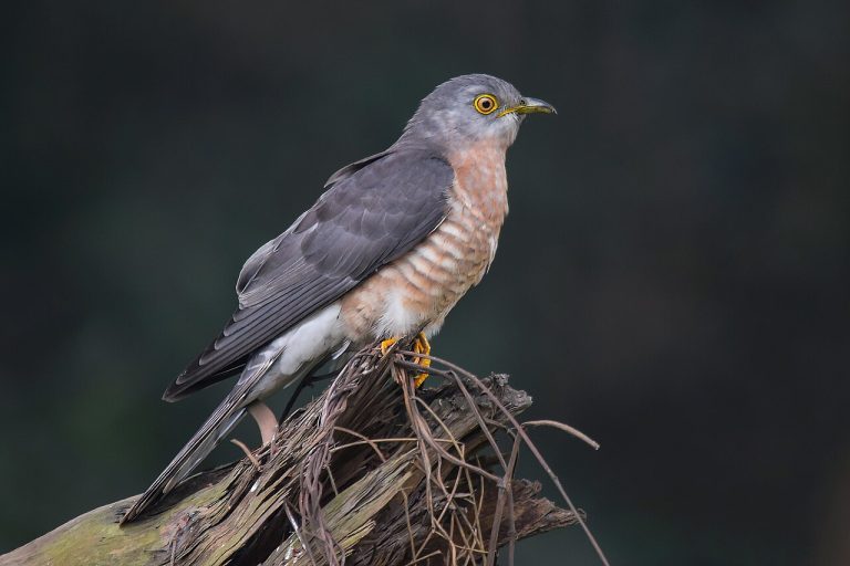 Top 10 Onomatopoeia - 10,000 Birds