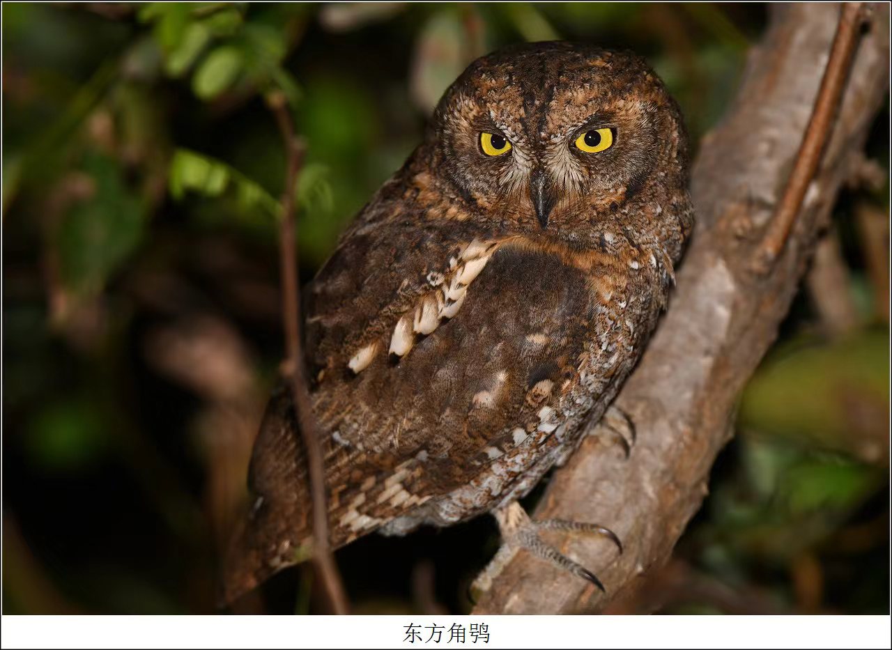 Three Photos: Yellow-eyed Owls in Shanghai