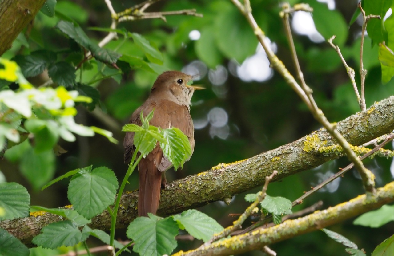 Expansion And Decline The Different Fortunes Of Two Small Brown Birds Expansion And Decline The Different Fortunes Of Two Small Brown Birds
