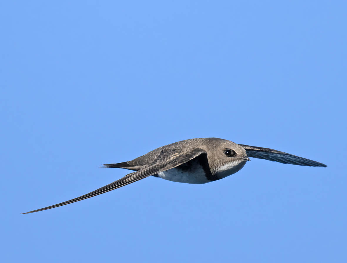 Alpine Swifts are back - 10,000 Birds