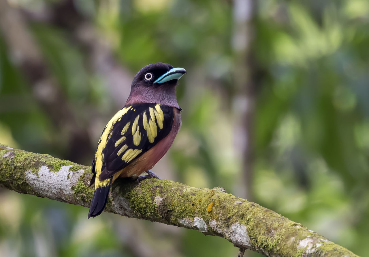 P.wiilinckii wild from Ponorogo EastJava Wild East (2021) - IMDb