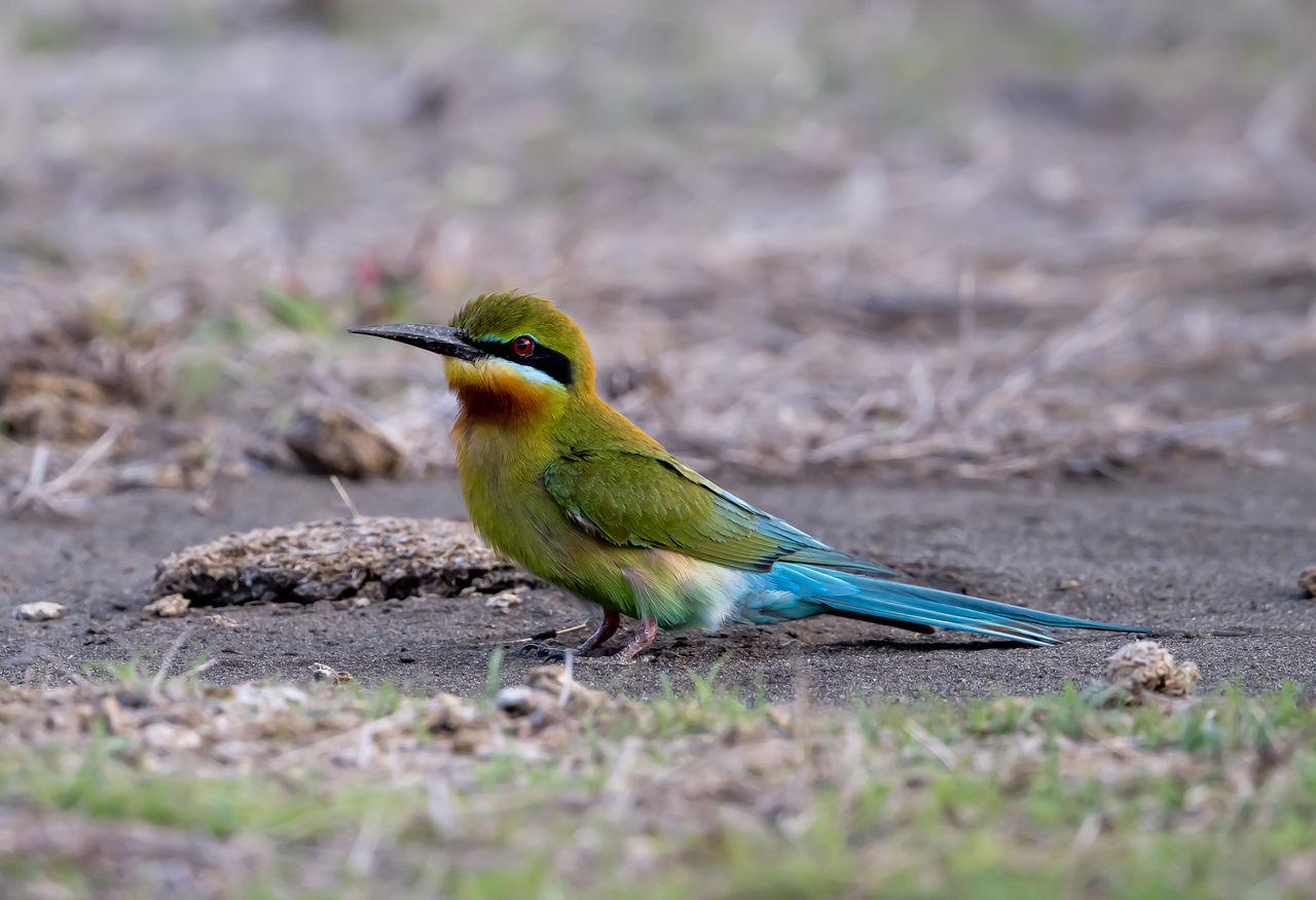 Birding Bali Barat, Indonesia