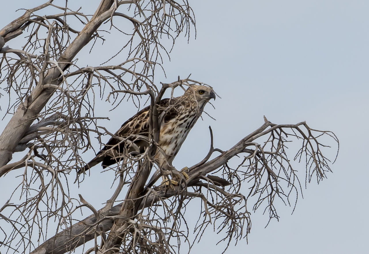 Birding Baluran NP, East Java - 10,000 Birds