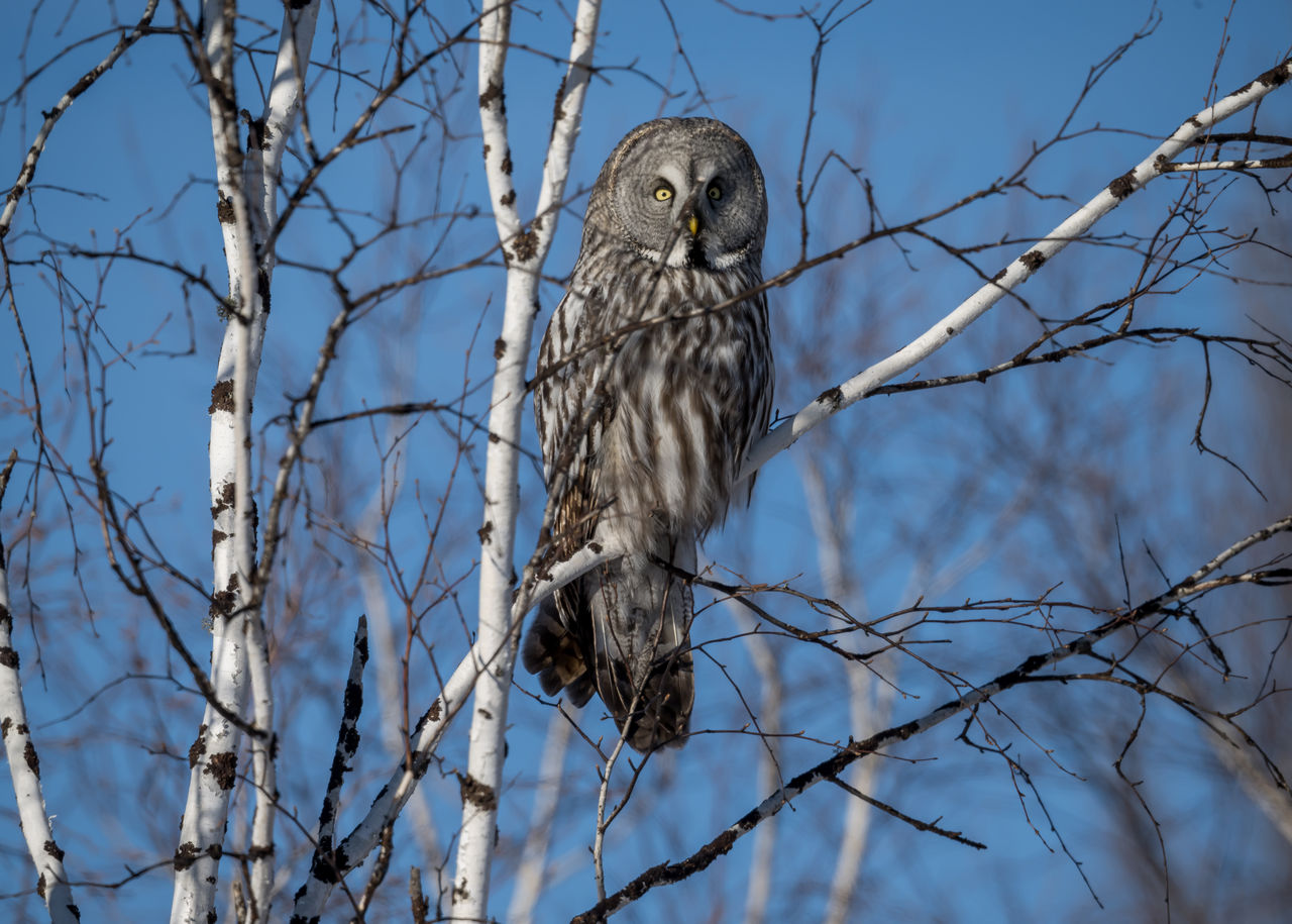 Species Spotlight: Great Grey Owl