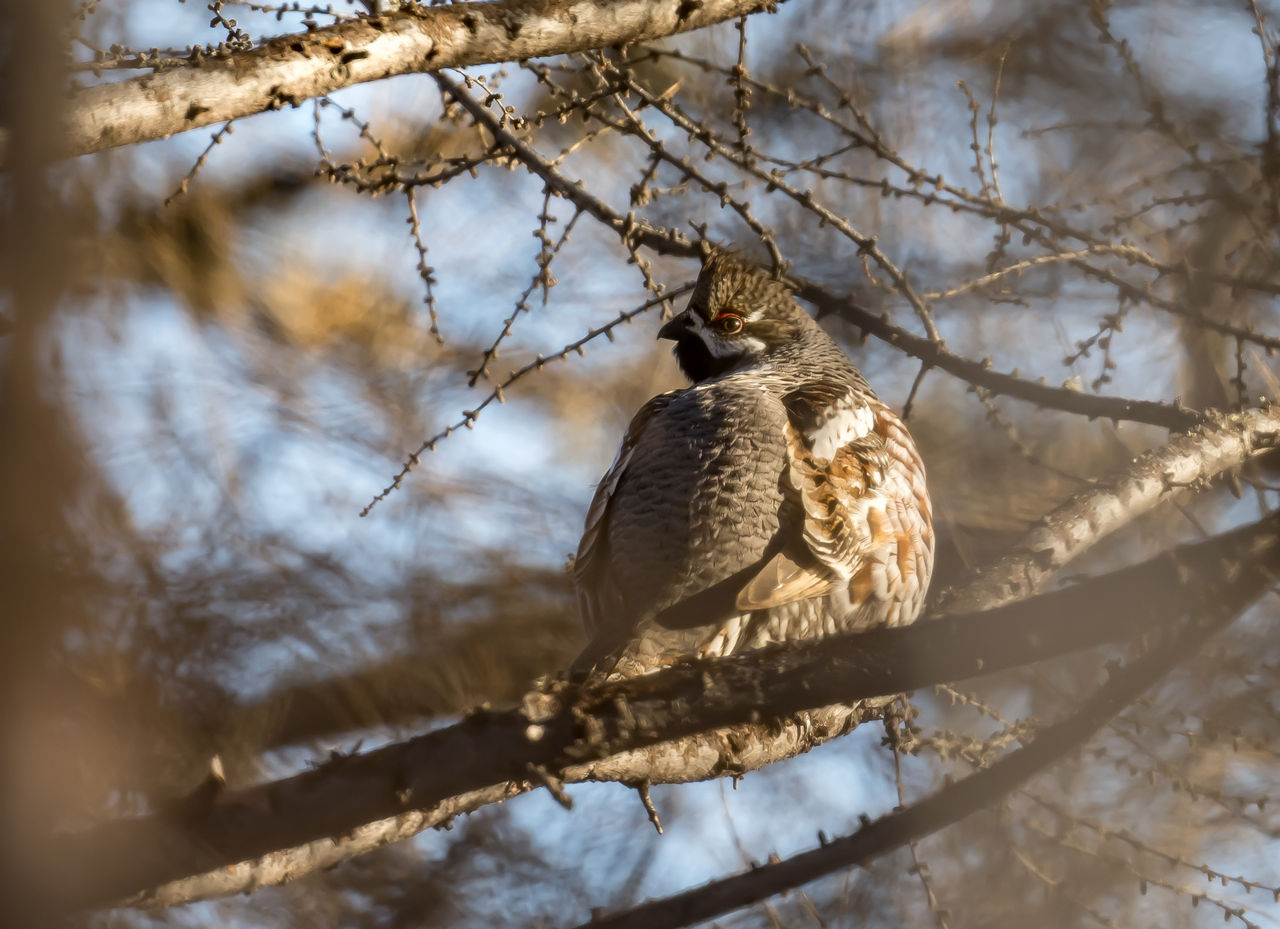 Photo inspiration: Picture Idea: Winter Birding In Inner Mongolia