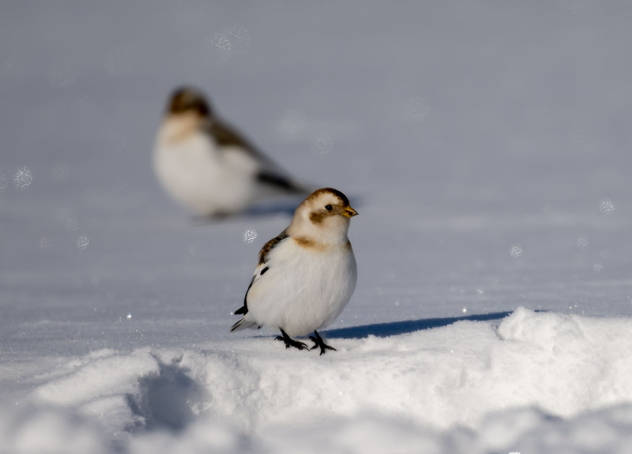 Species Spotlight: Snow Bunting - 10,000 Birds Species Spotlight: Snow Bunting - 10,000 Birds