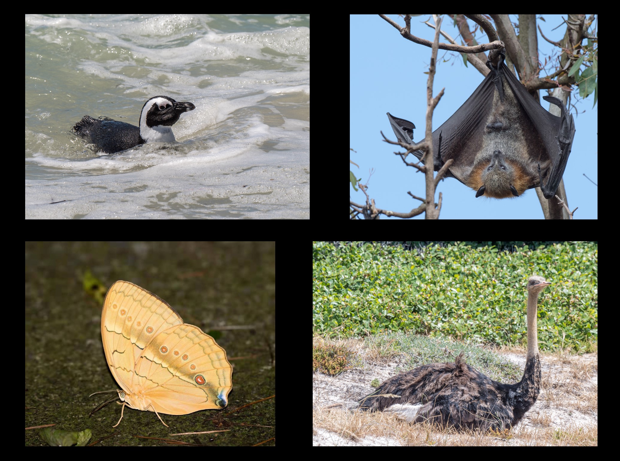 Ask a Birder: What is unique about birds?