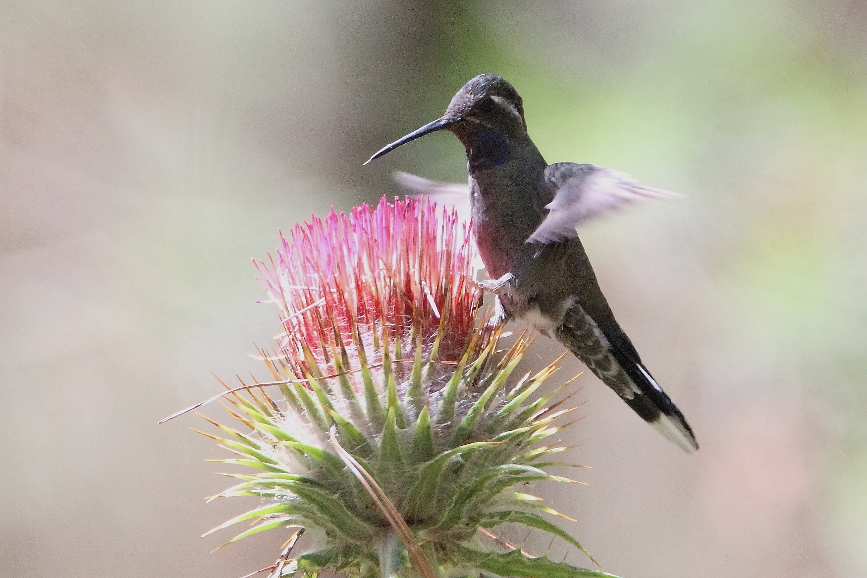The Problem with Photographing Hummingbirds