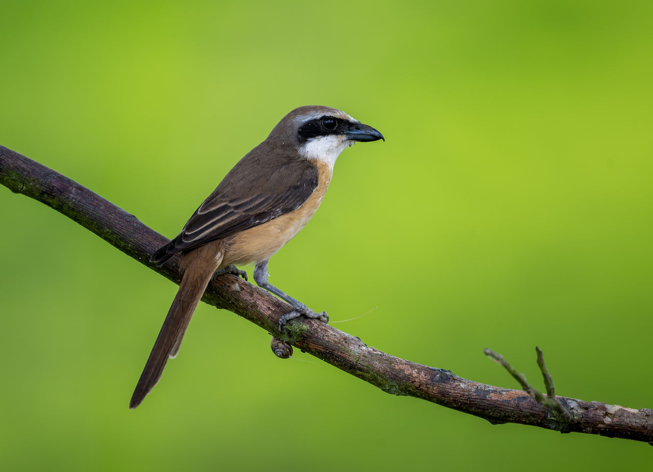 Three Photos: Shrikes at Nanhui, Shanghai, China