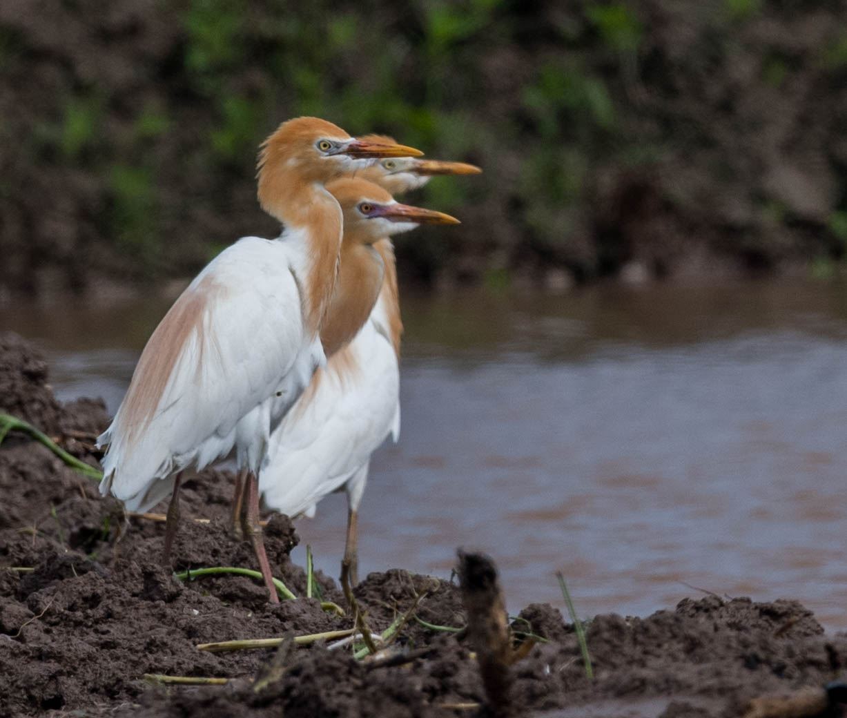 12 Things To Say To Annoy Birders