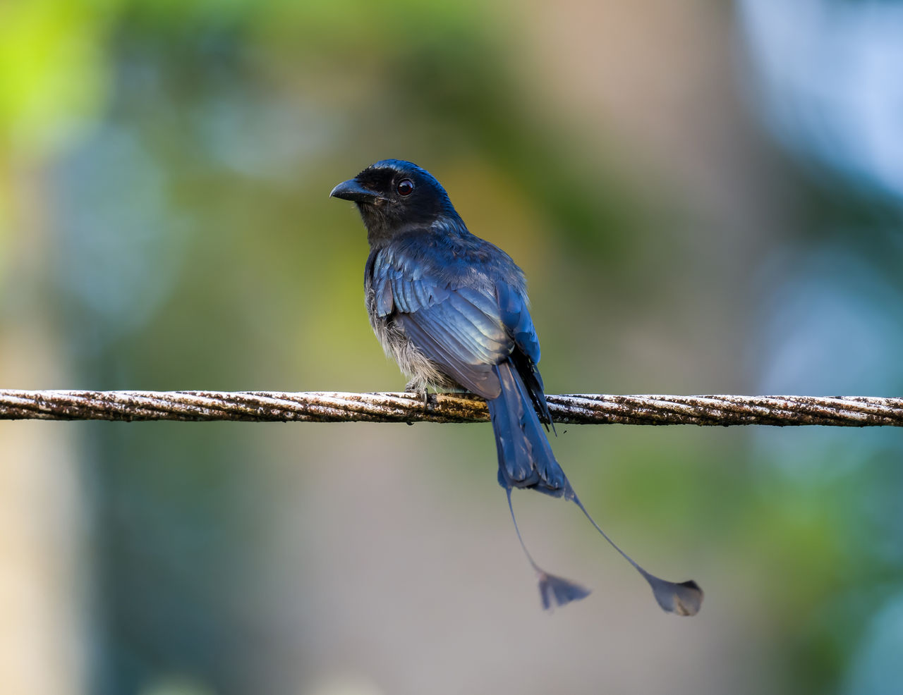 Ask a Birder: Why do some bird species imitate the sound of other birds?