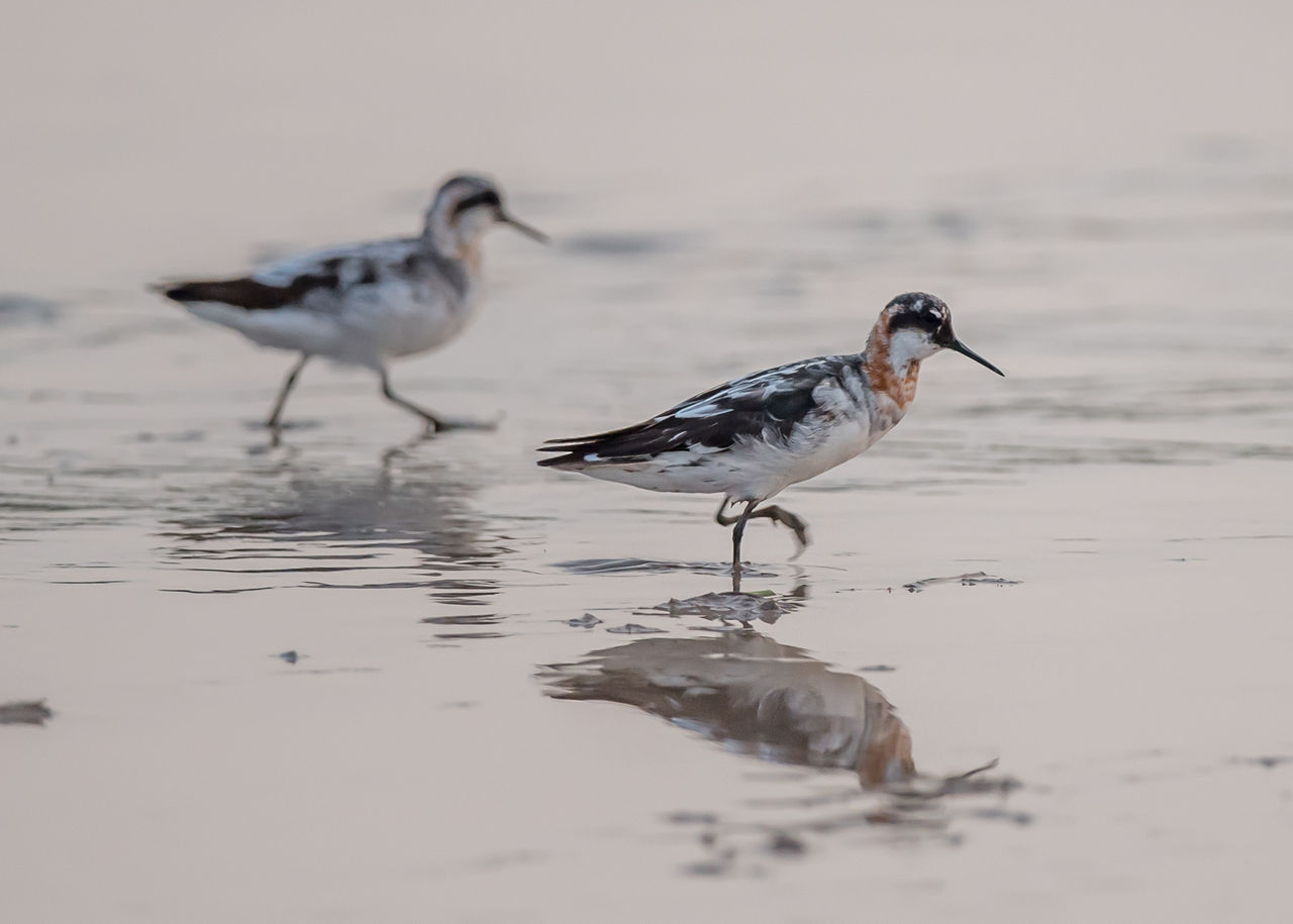 Ask a Birder: When birds adopt their breeding plumage, is that through developing new feathers or changes in the existing feathers?