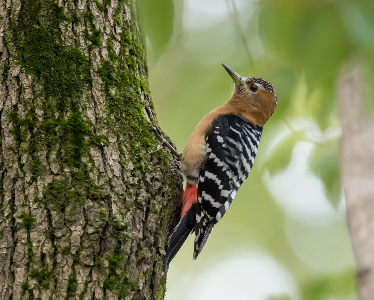 Birding Shanghai in February 2025
