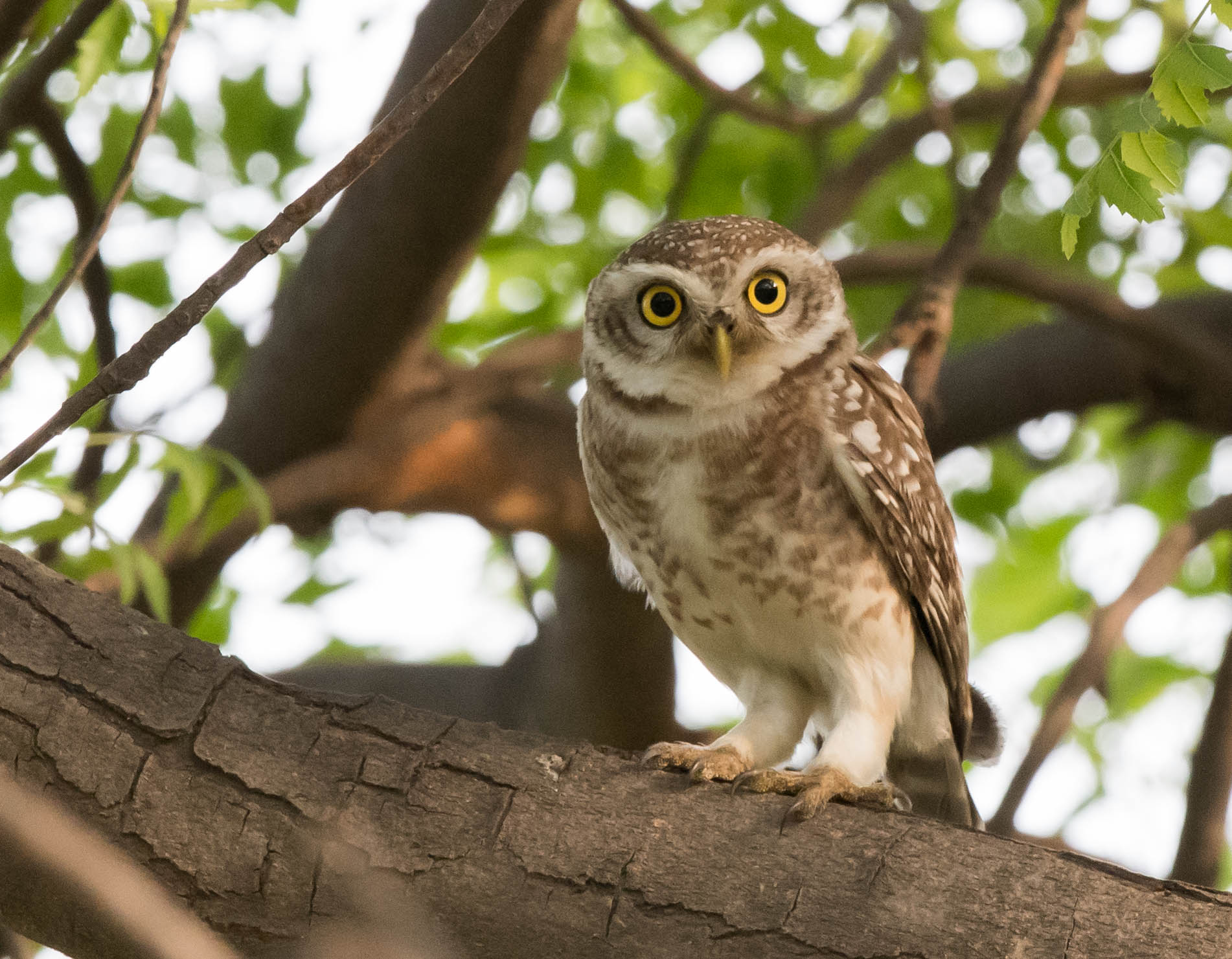 Ten Things Birds Say About Birders