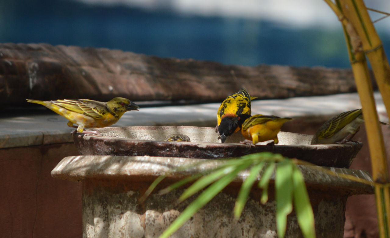 Weavers, Waxbills and Baboons – An introduction to the Gambia