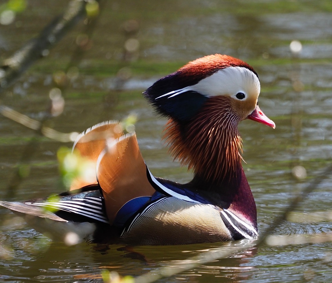 The Mandarin: a welcome exotic