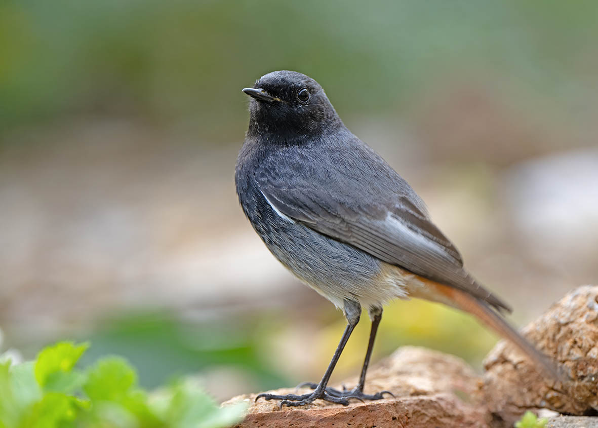 Early March in the Strait of Gibraltar