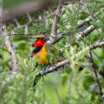 Four-colored Bushshrike