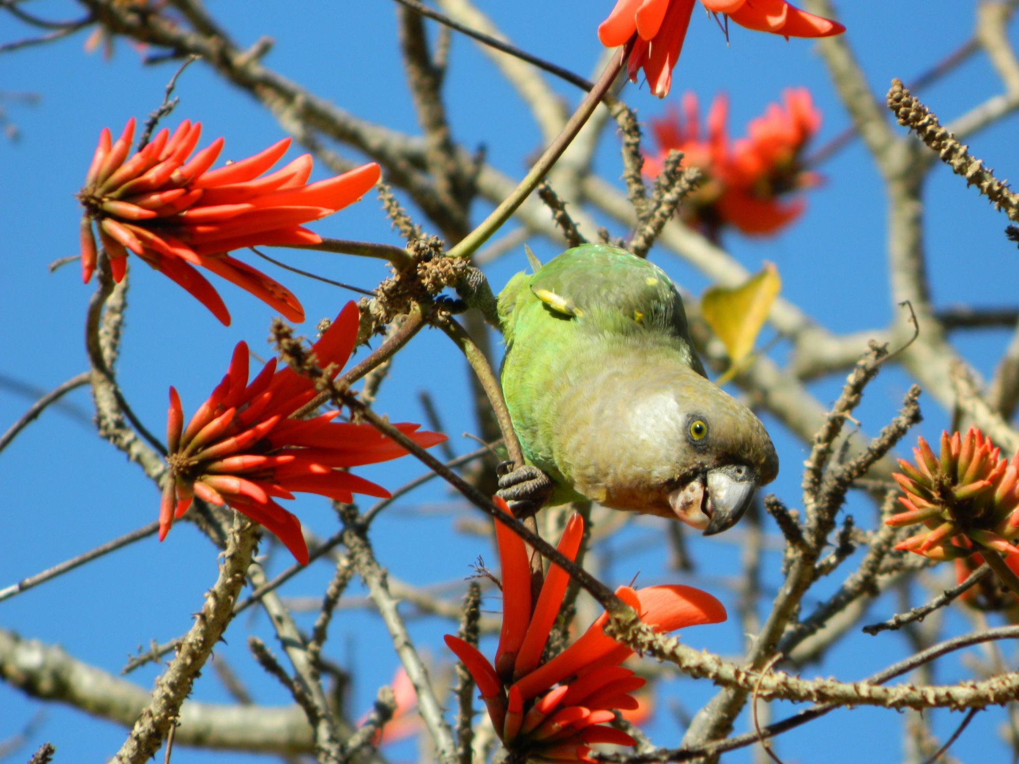 Birding Kruger National Park – Pretoriuskop