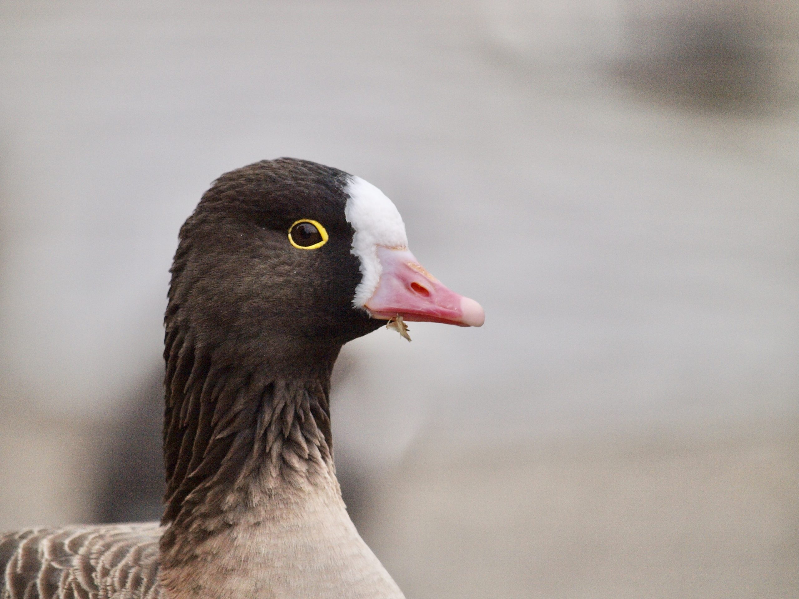 Saving the Lesser Whitefront: the daintiest, and rarest, of the grey geese