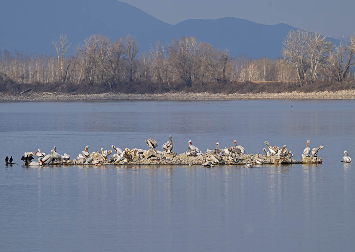 Among the Pelicans