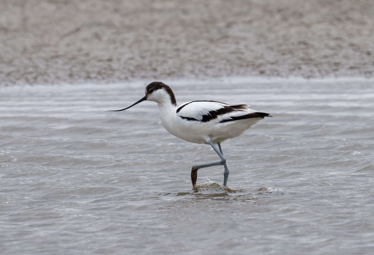 Birding Shanghai in March 2025