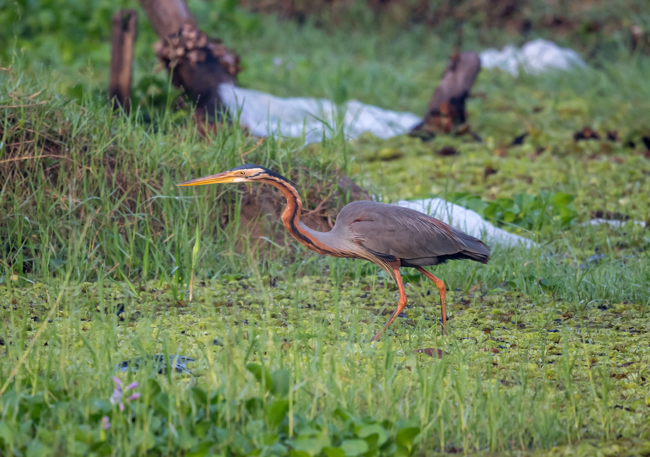 Two Hours of Birding near Colombo, Sri Lanka