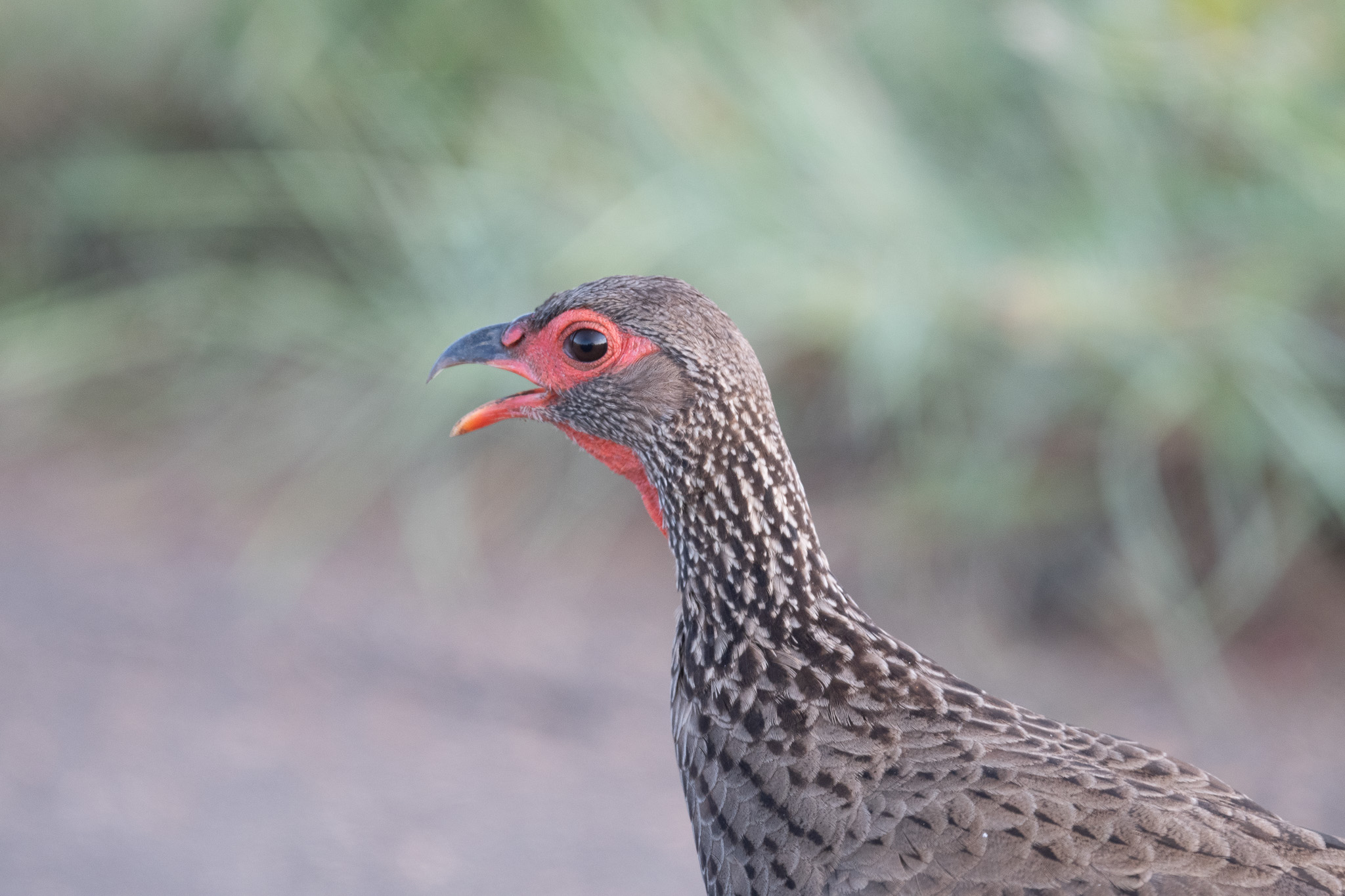 Podcast: Hannah and Erik Go Birding; Kruger National Park