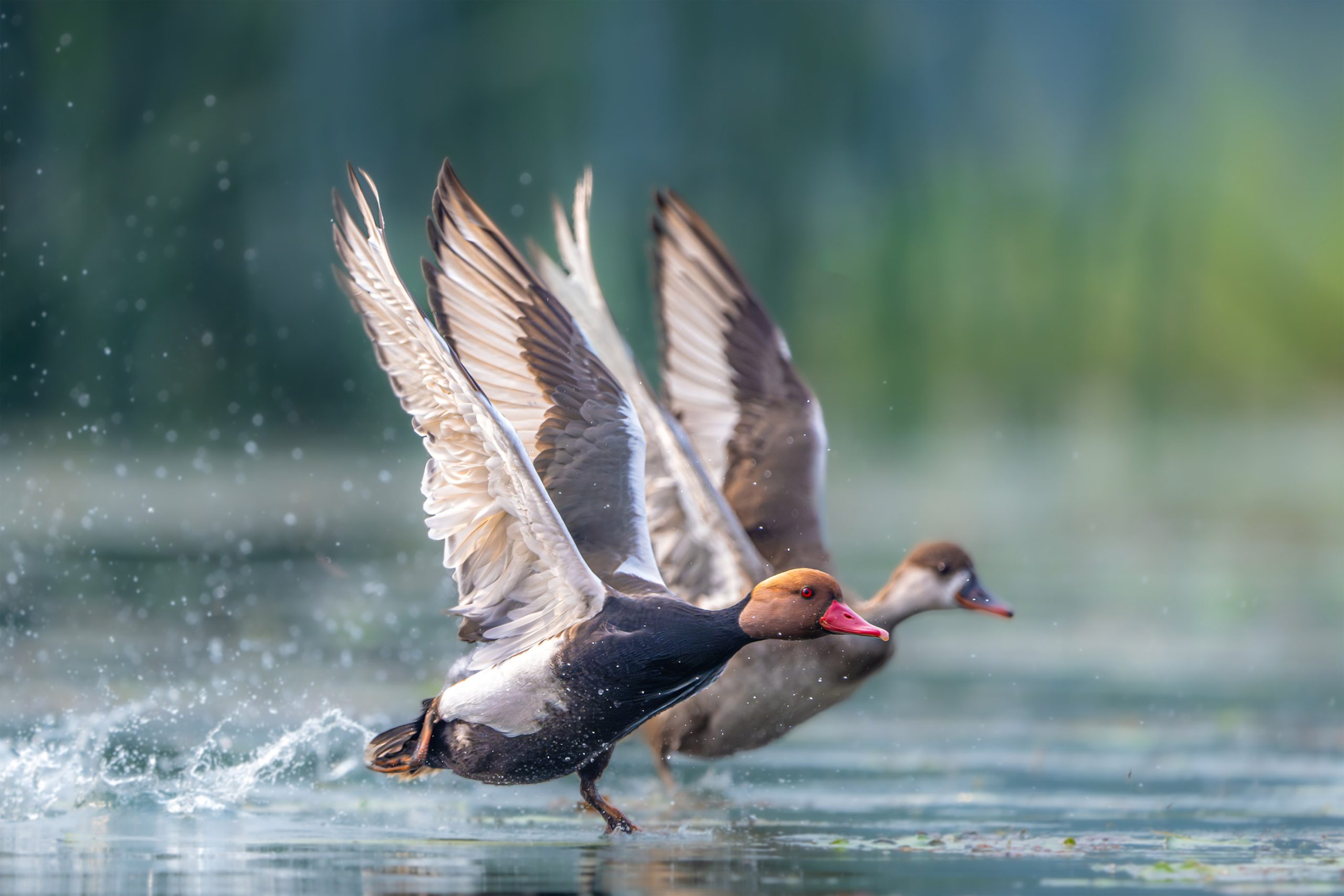 Three Photos: Taking off