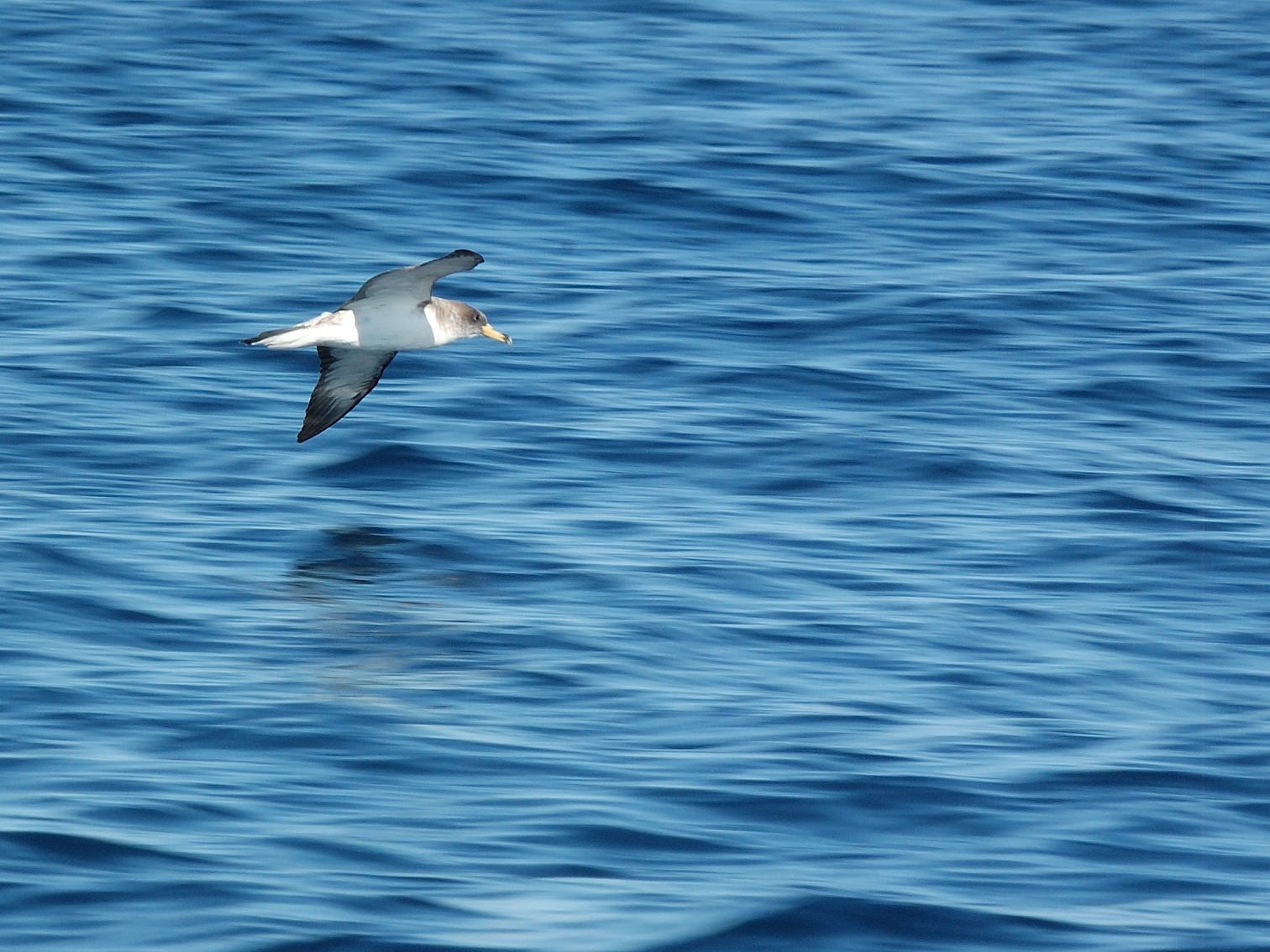 Species Spotlight: Cory’s Shearwater