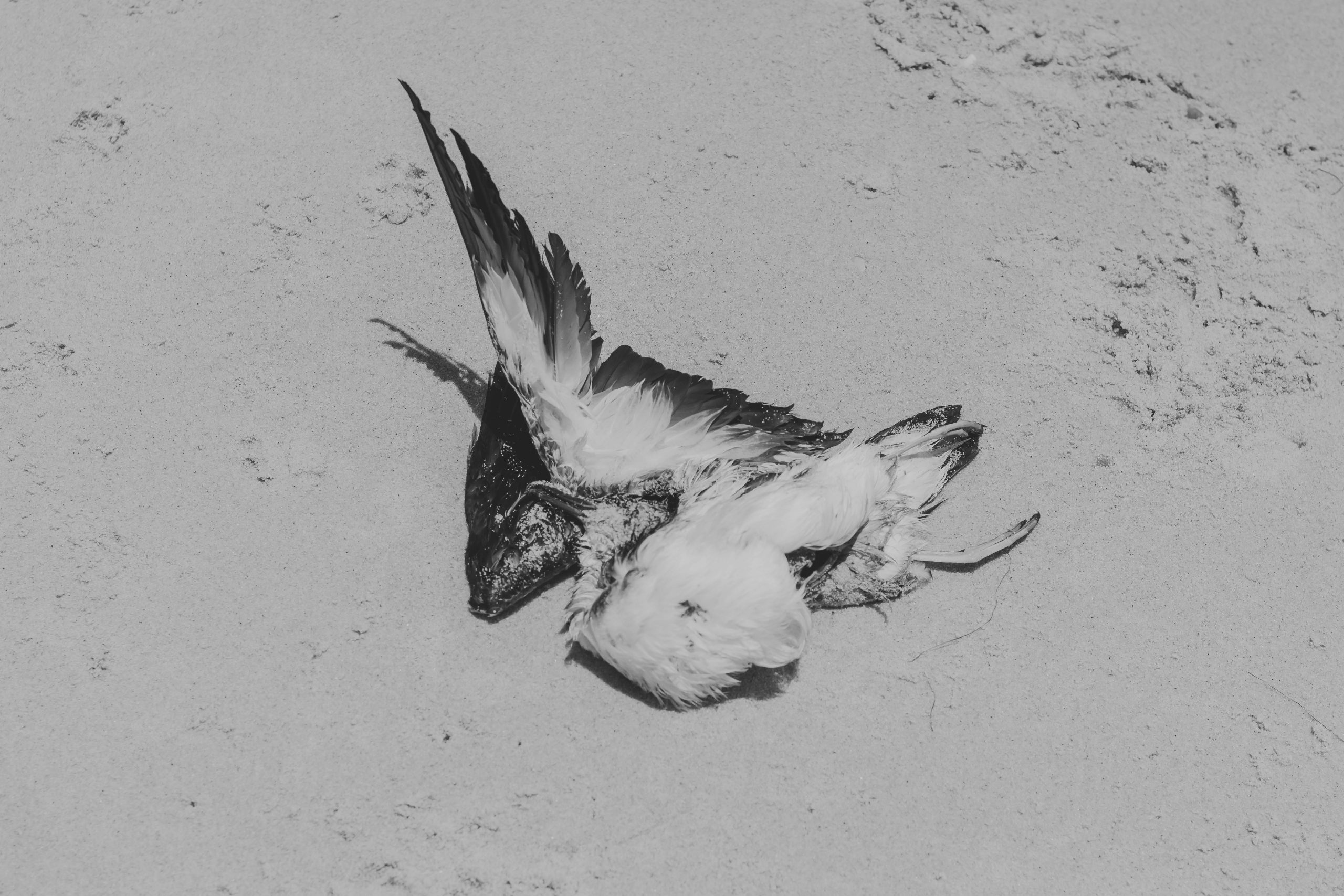 5 Reasons Why Intelligent Birds Oppose Trump