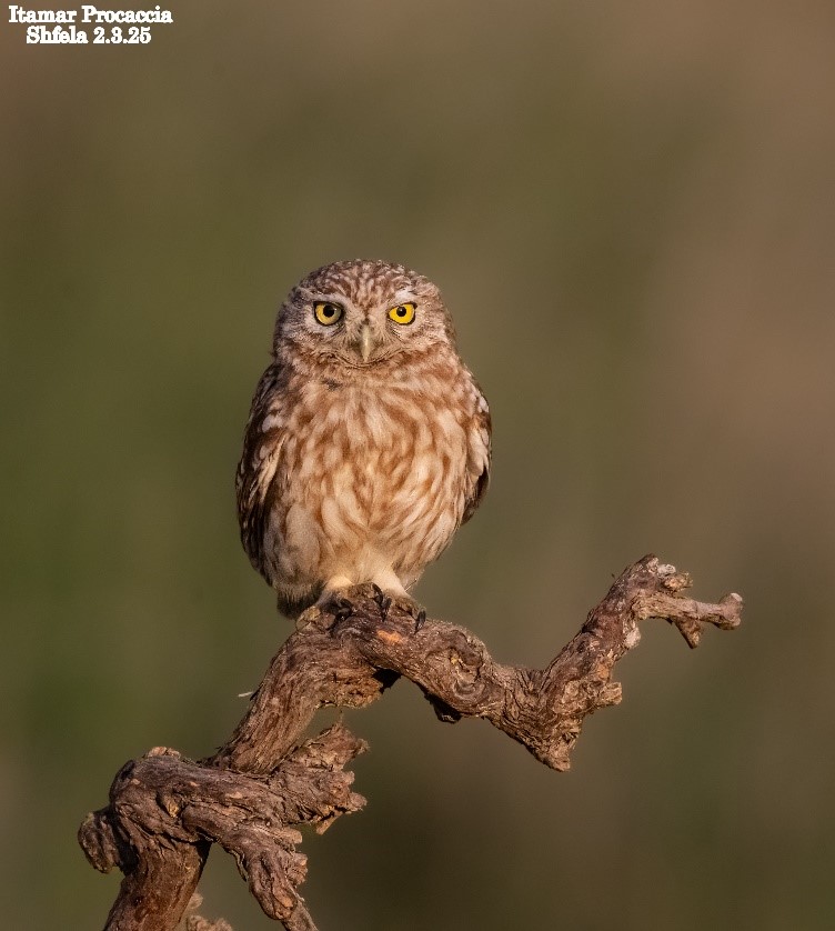 Species Spotlight: Little Owl