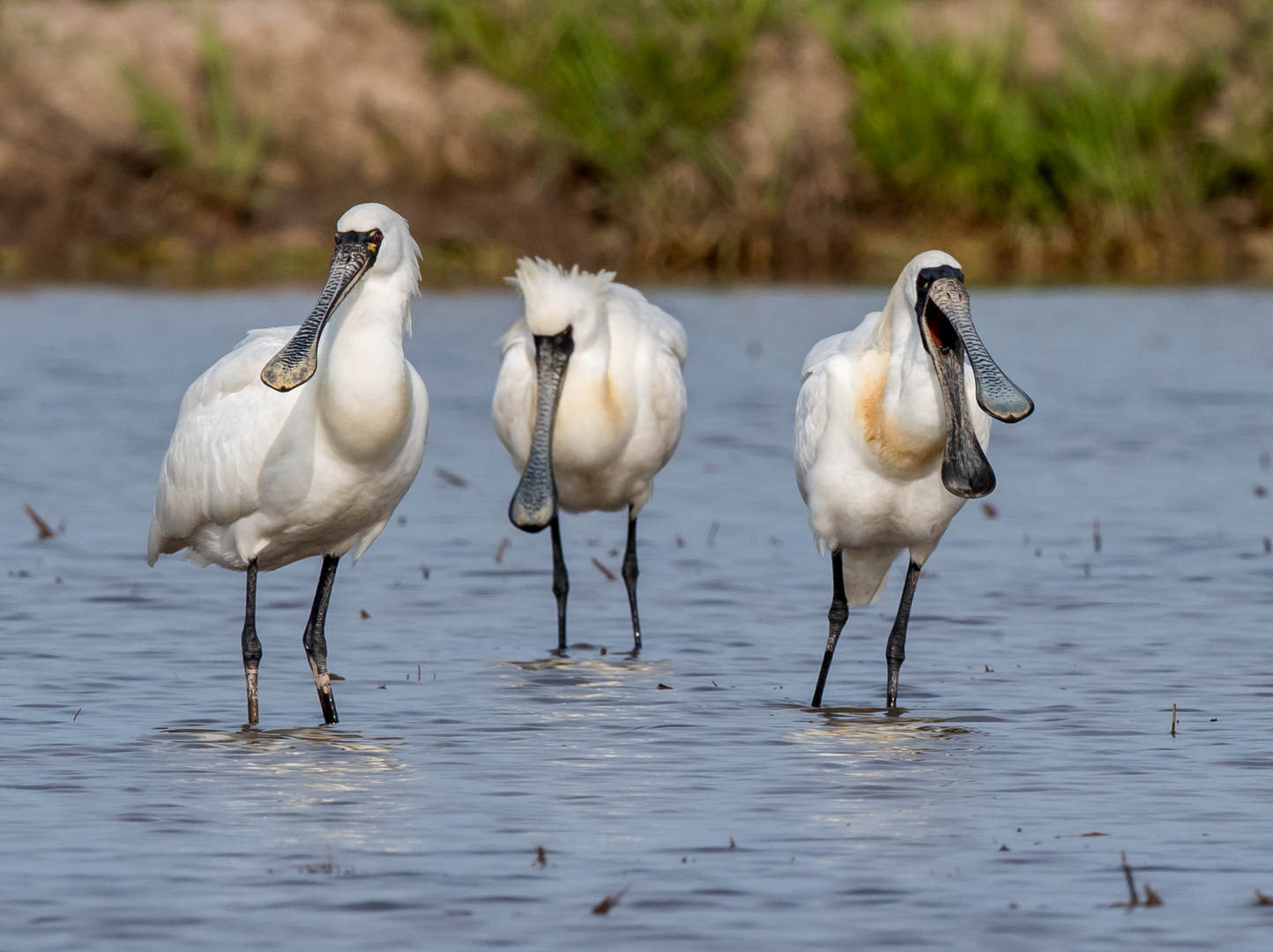 To All Bird Photographers: Our “Three Photos” Series