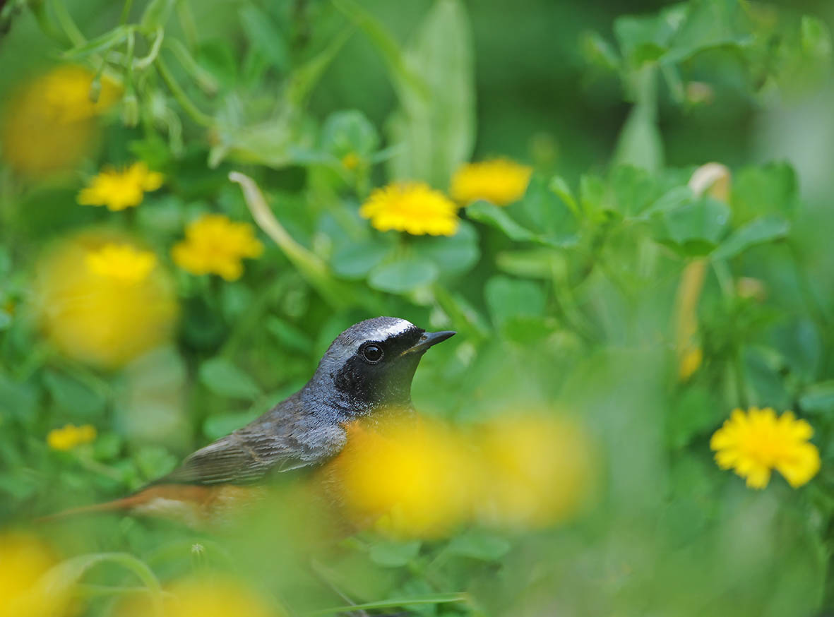 Falls of Migrants in the Strait of Gibraltar