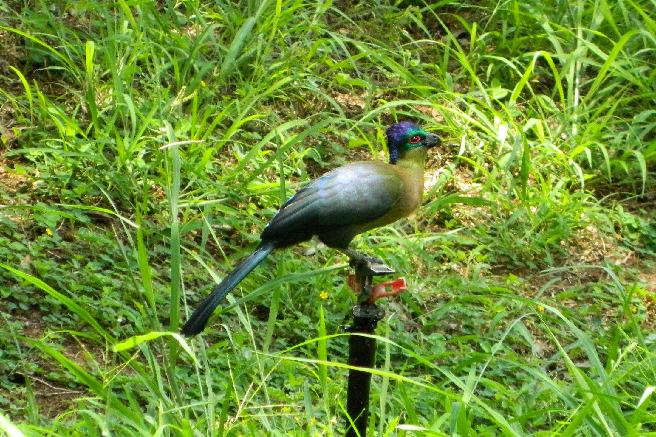 Birding Kruger National Park – Berg-en-Dal