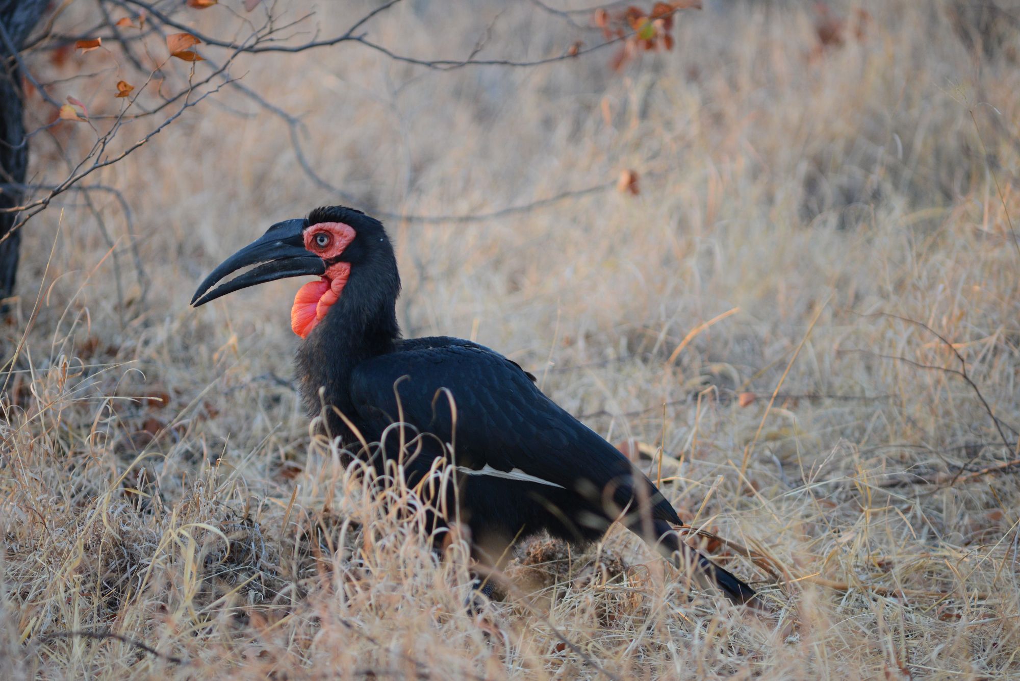 Birding Kruger National Park – Skukuza