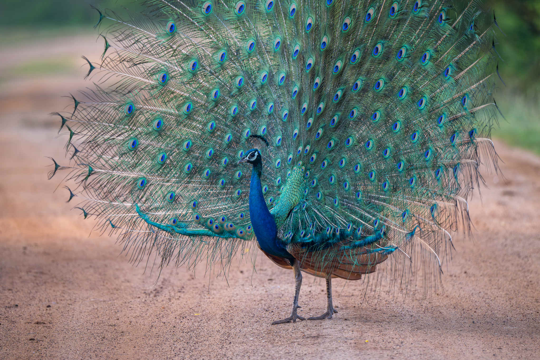 Species Spotlight Indian Peafowl 10 000 Birds Species Spotlight Indian Peafowl 10 000 Birds