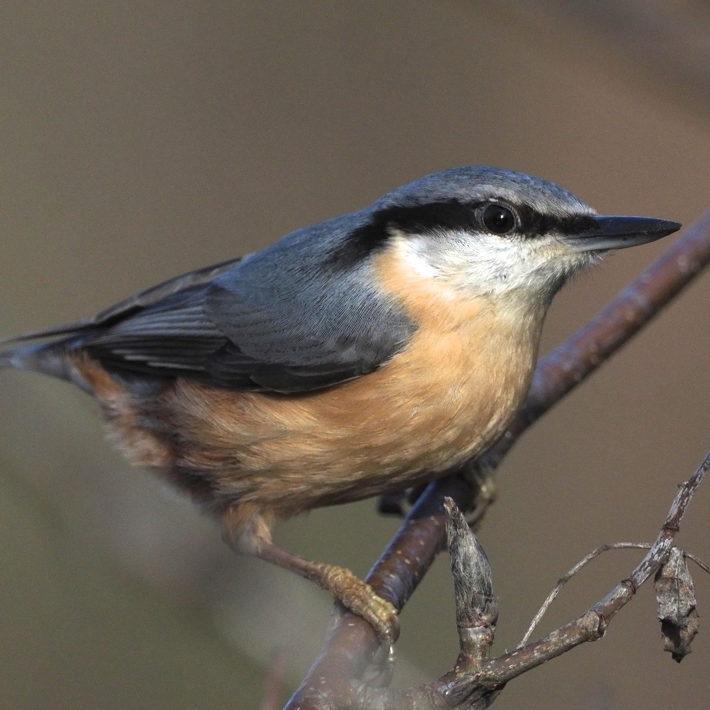 Three Photos: Nuthatches in Georgia