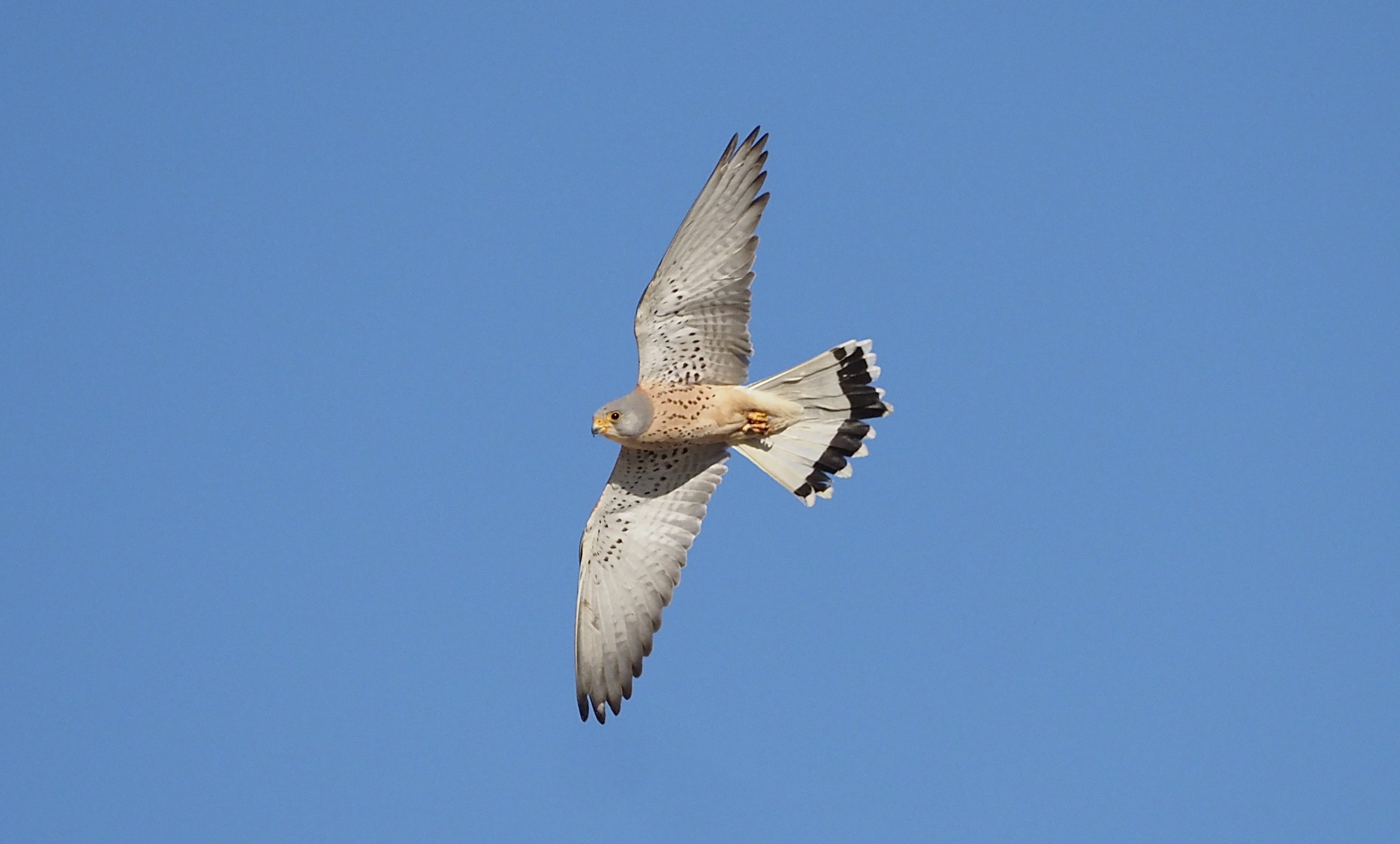 Extremadura – Spain’s wild west