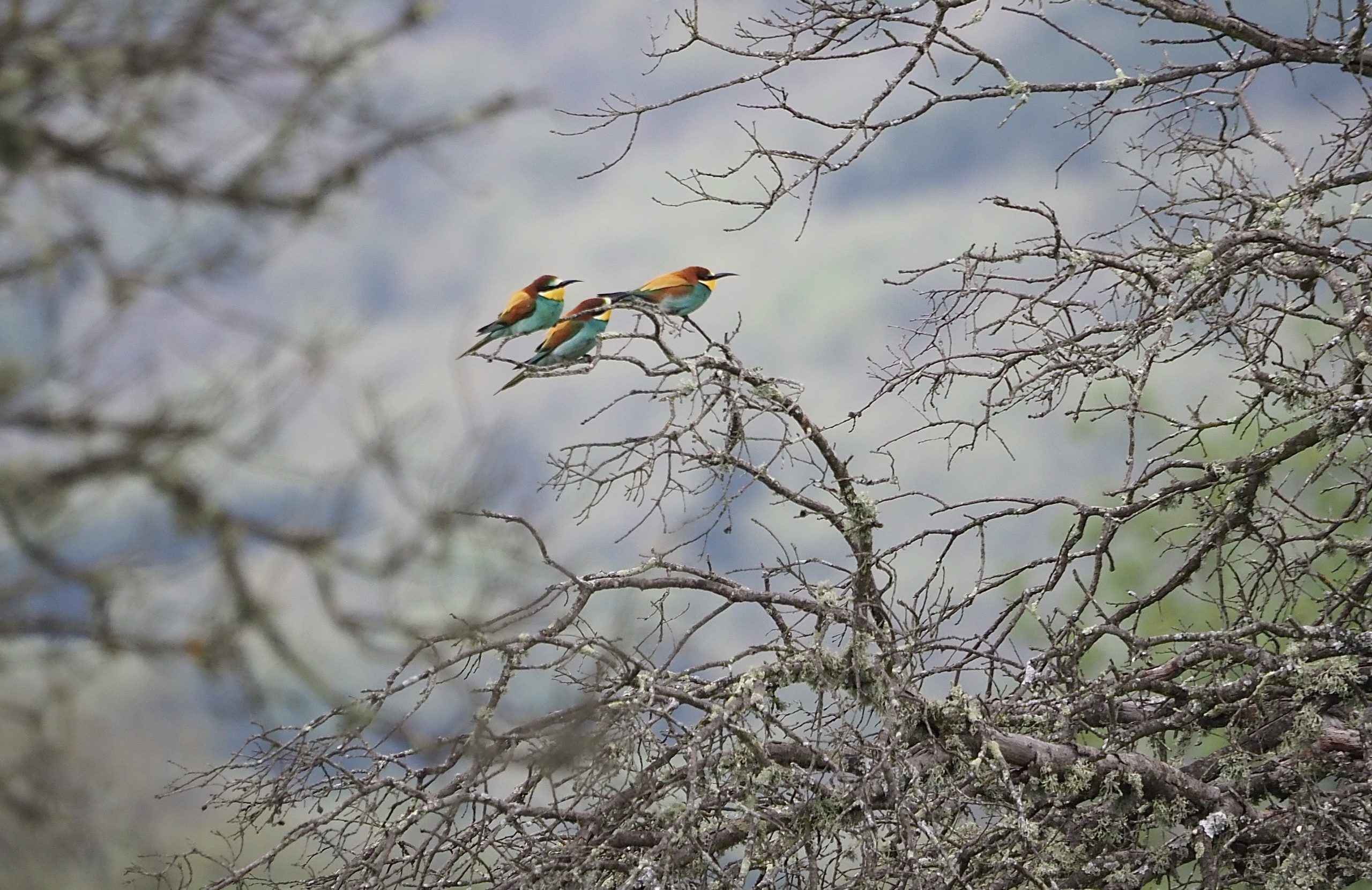 In search of the Citril Finch