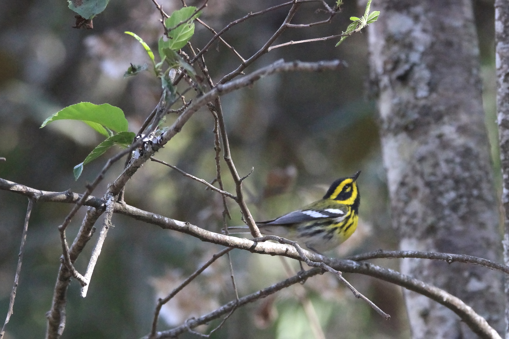 Townsend’s Warblers