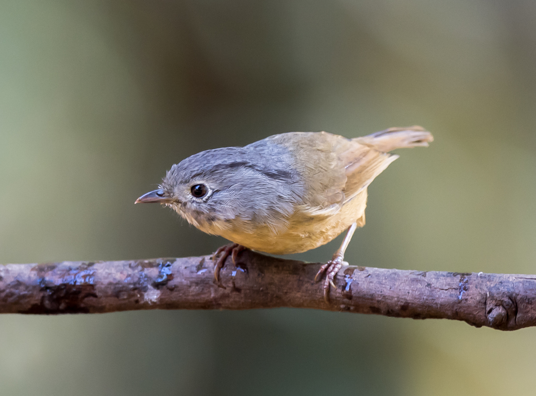 Ask a Birder: Why Do Birds Form Mixed-Species Flocks?