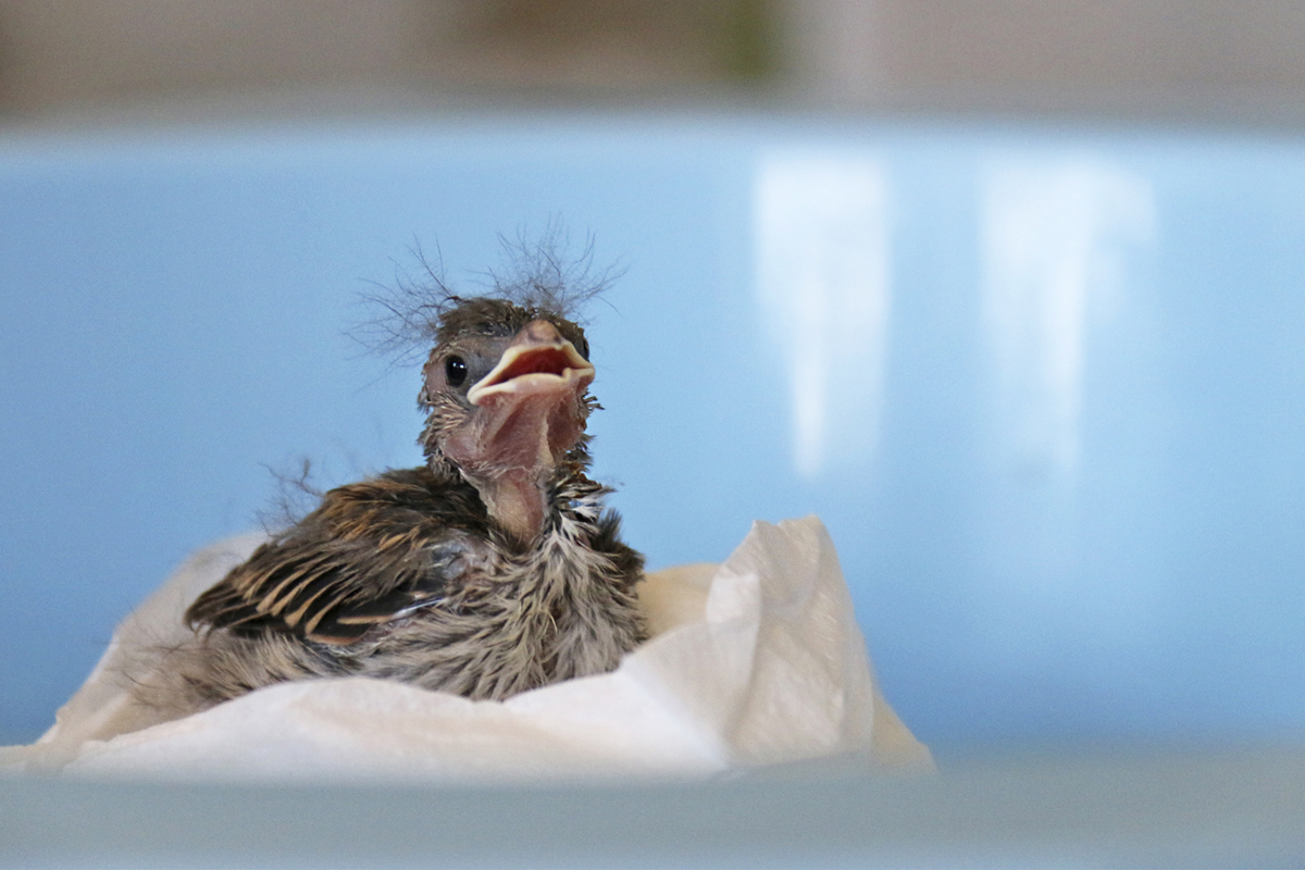 Ask a Birder: What to do when encountering a baby songbird outside of a nest?