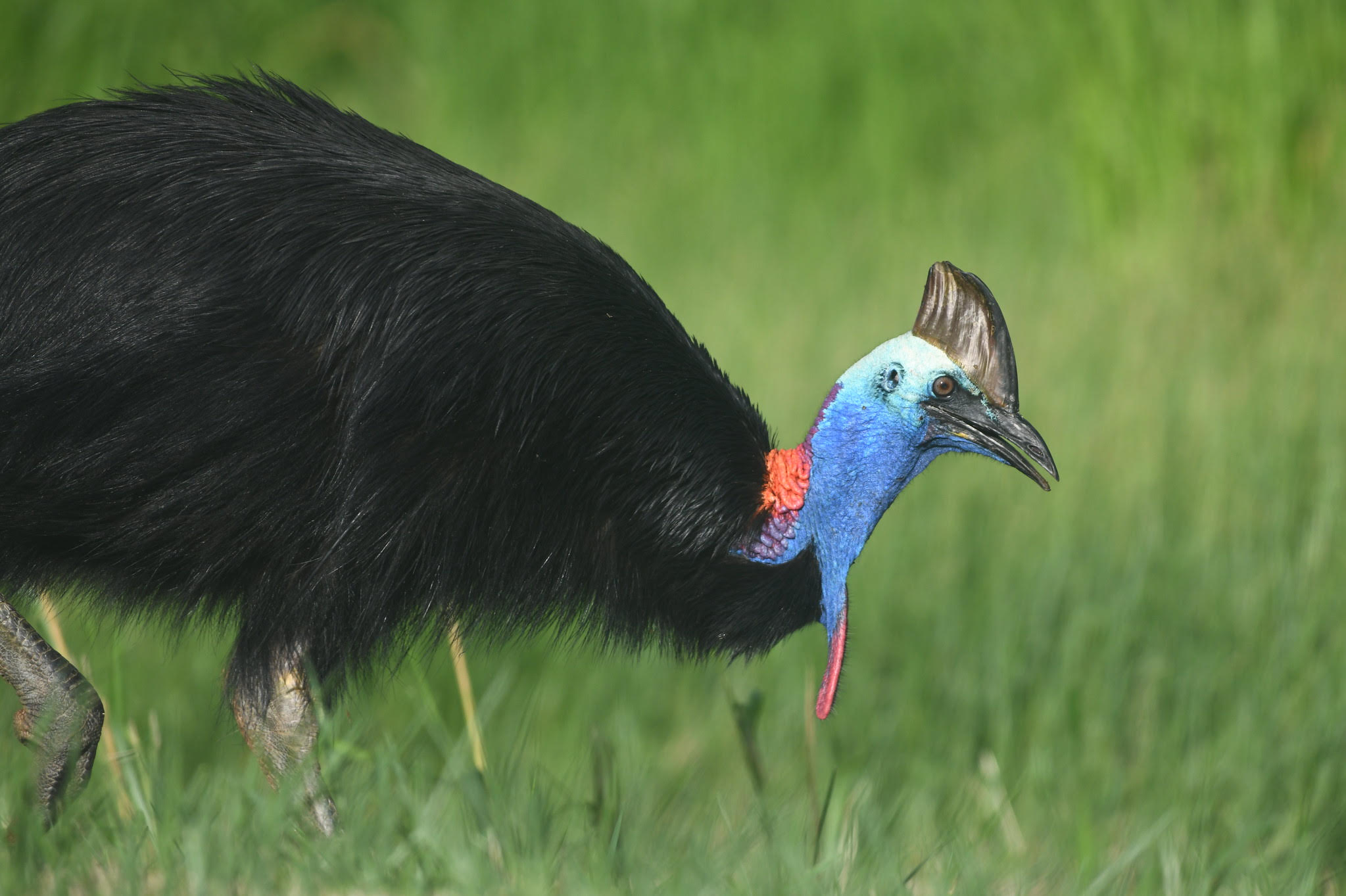 Three Photos: Mythical Birds