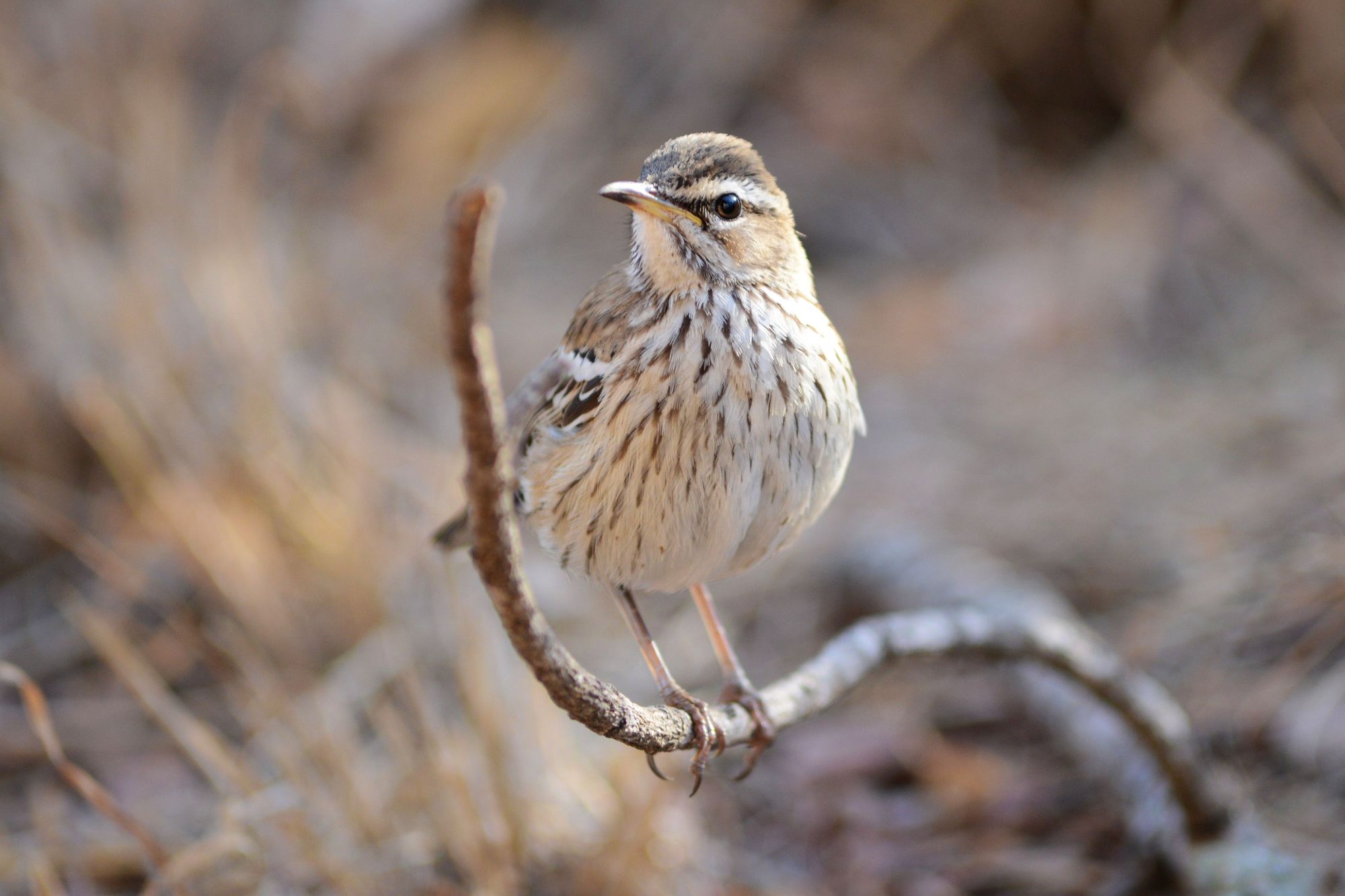 Birding Kruger National Park – Satara