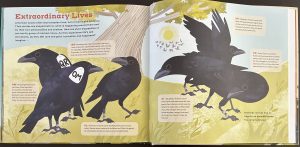 A family of tagged crows