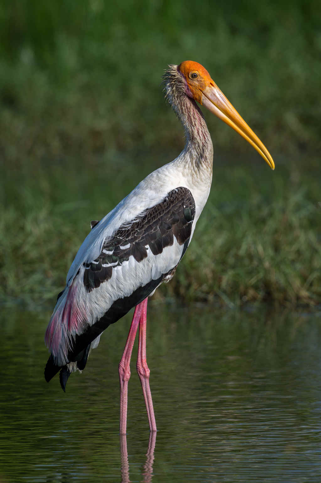 Colorful Storks Species Spotlight: Painted Stork - 10,000 Birds
