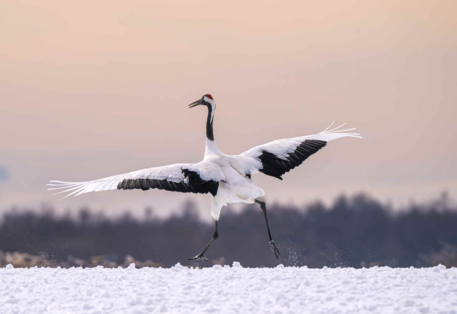 Three Photos: The Beauty Of Most Cranes